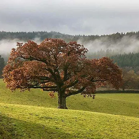 Esthwaite Muse * Near Sawrey